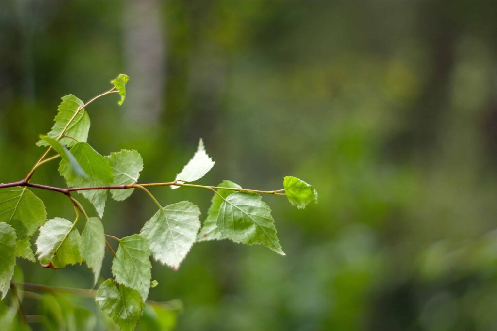 Gröna löv på en kvist som rör sig in i bilden från vänster