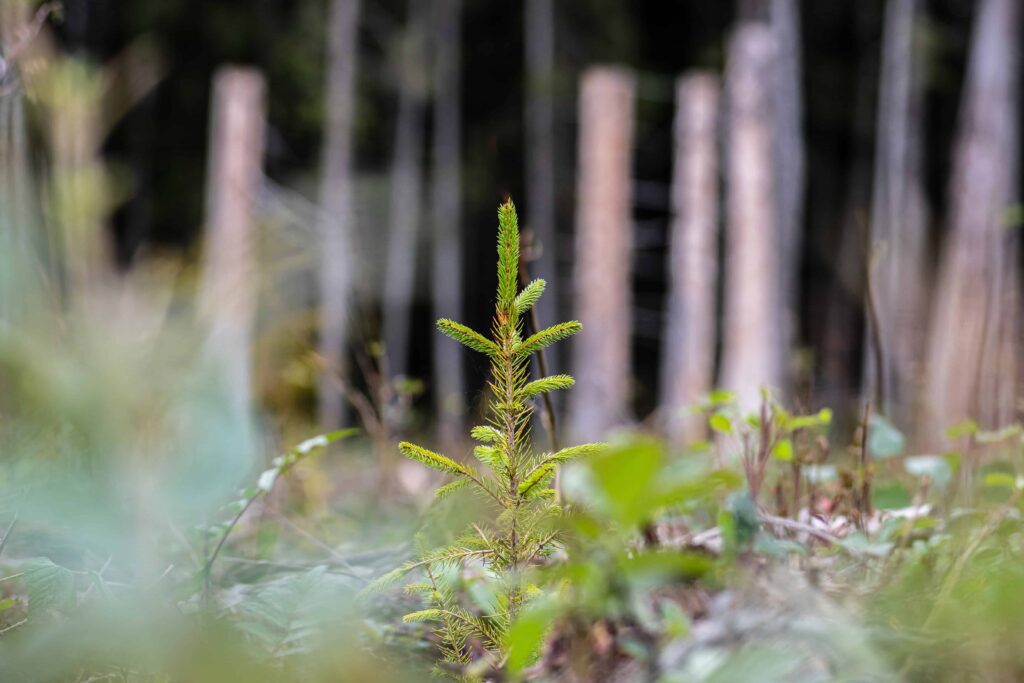 En ensam grön granplanta i fokus med bruna stammar i bakgrunden