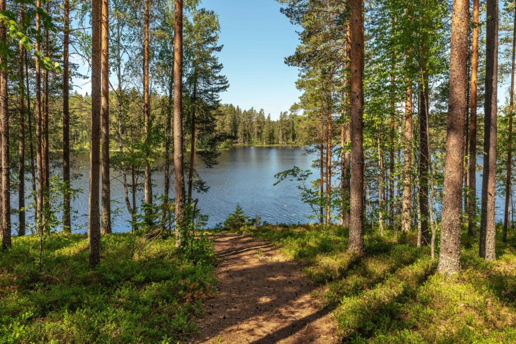 En stig med träd runtom sig som leder fram till en mörkblå sjö