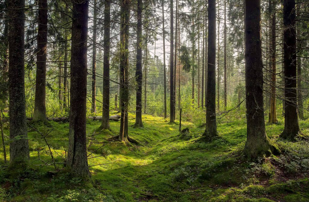 Skog med höga träd och grön mark av buskar och mossa