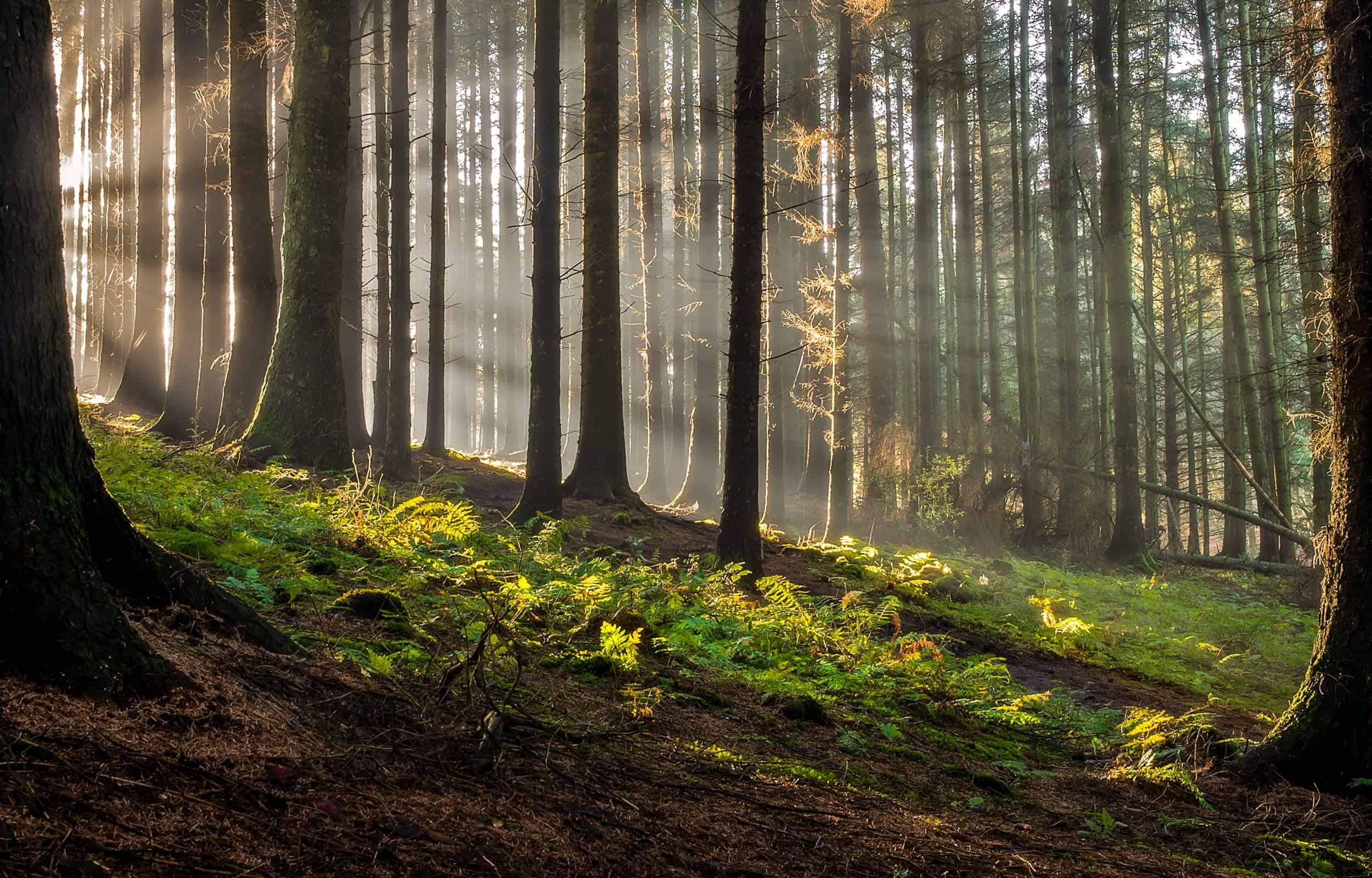 Grön-brun skog med solstrålar som skiner in från vänster