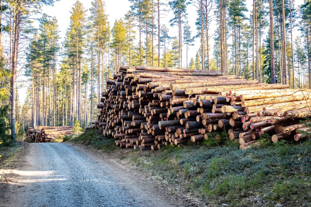 En hög stockar i skogen vid sidan av en grusväg