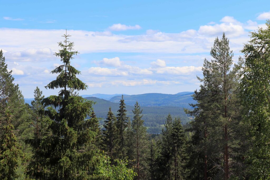 Barrträd-toppar mot en halvmolnig himmel och kullar i fjärran