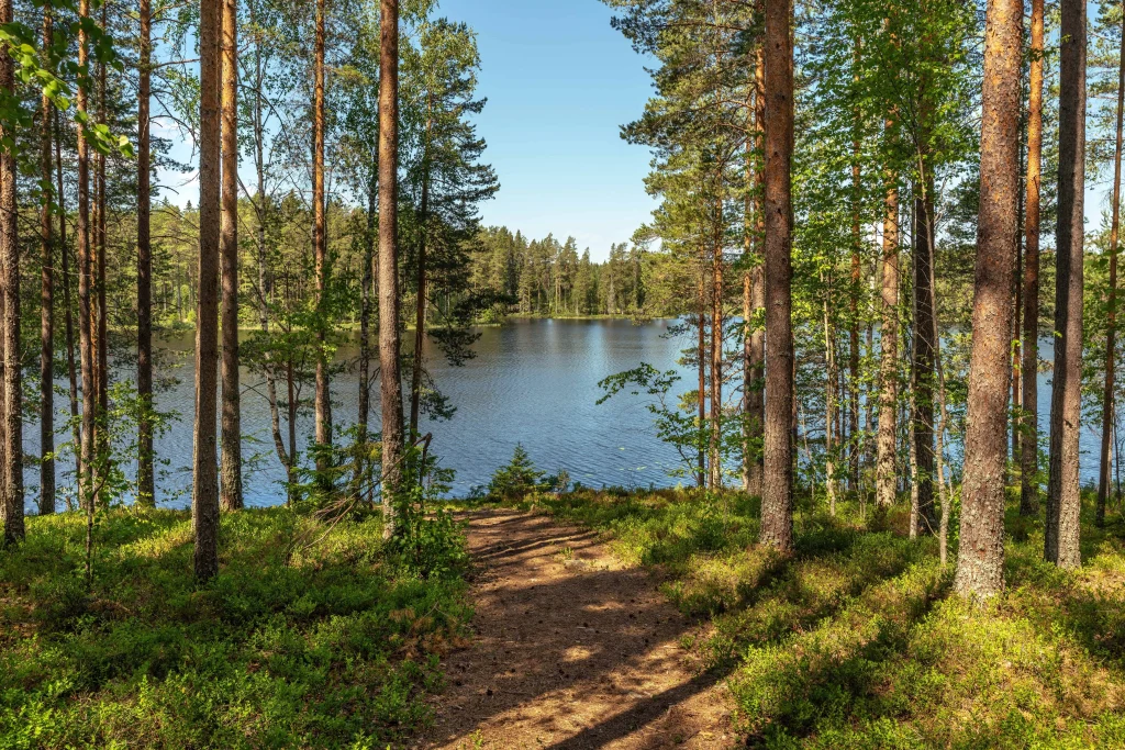 En sjö som omgivs av några barrträd - Artiklar