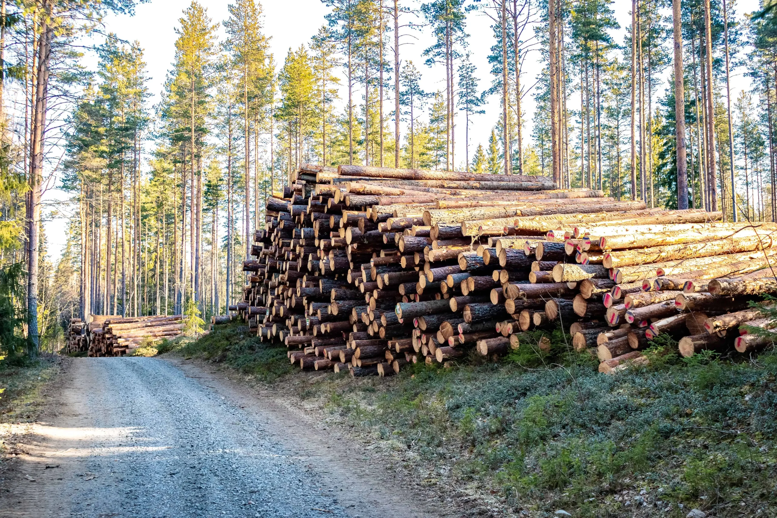 Forcap - Skogsskötsel Skellefteå - En hög stockar i skogen vid sidan av en grusväg