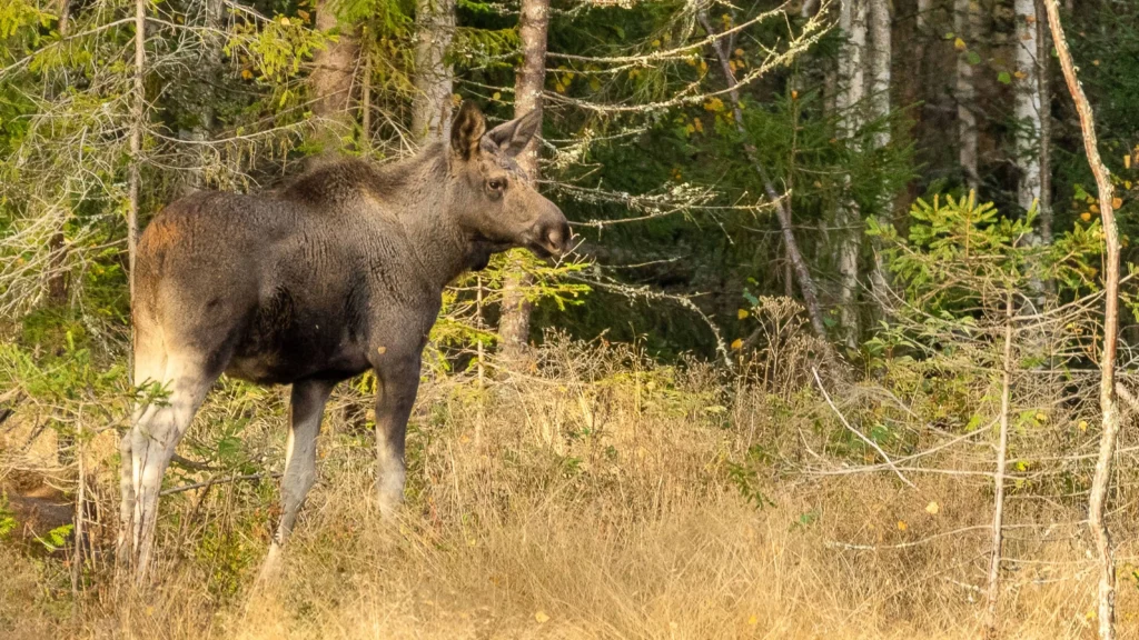 Bild av en brun älg i en grön skog - Älgjakt 2026